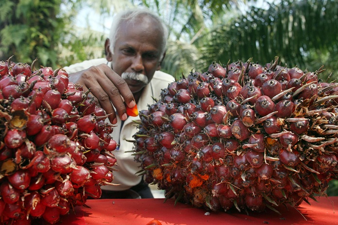 An estate supervisor checks the quality of harvested oil palm fruit at the Golden Hope Oil Palm Plantation on in Carey Island, Selangor, Malaysia, on Tuesday, July 3, 2007. Malaysian millionaire Lee Kim Yew plans to sell investors thousands of 1/4-acre plots of oil palm plantation, guaranteeing returns for three years in the first venture of its kind in the Southeast Asian country. Photographer: Goh Seng Chong/Bloomberg News