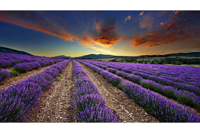 Dawn in a lavender field nr Sault, the Vaucluse, Provence, France