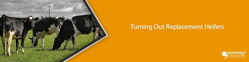 Turning Out Replacement Heifers