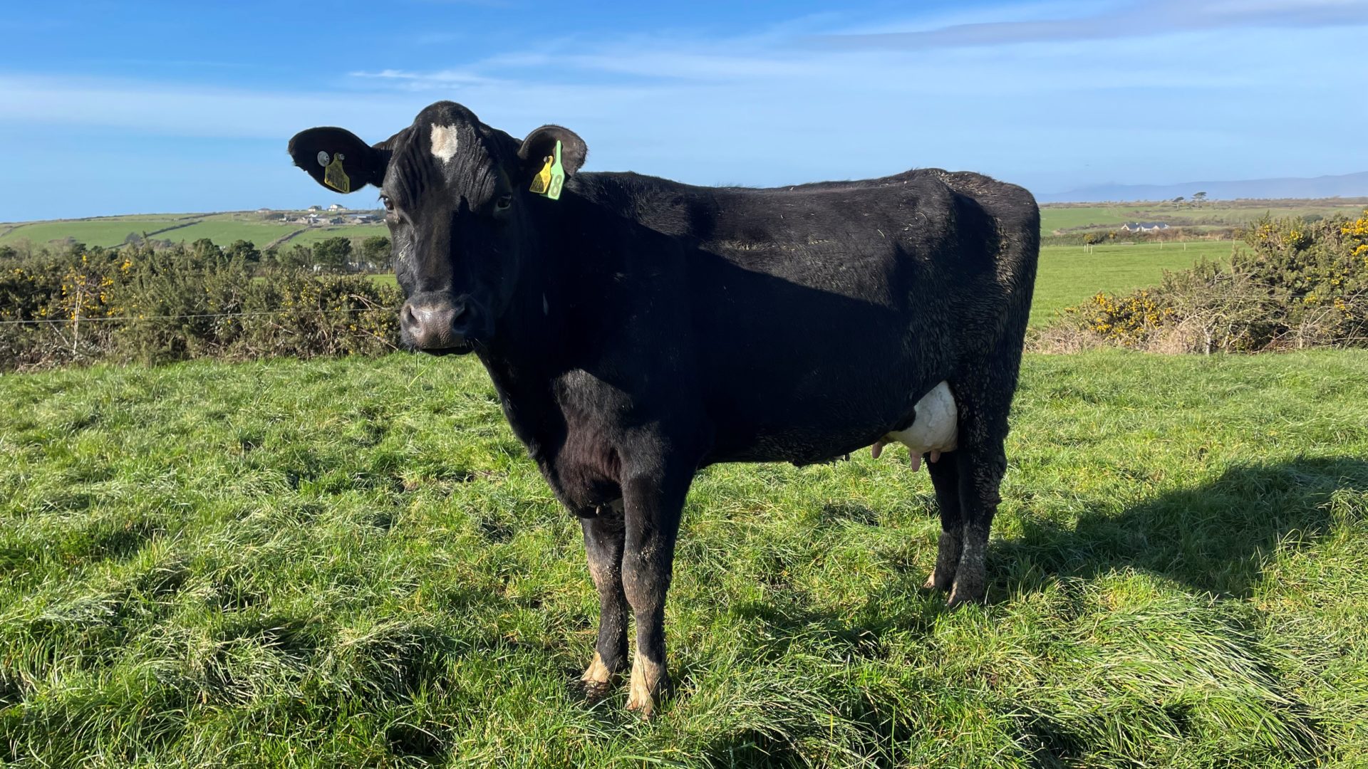 Top Waterford Dairy Herd Dispersal Sale Breaks Record Agro World