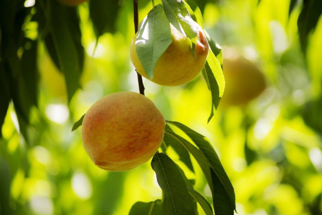 Şeftali ve Nektarin 2022 Hedefi: 200 Milyon Dolar