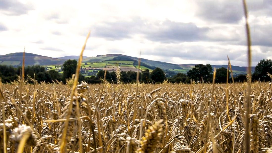 Total 2021-2022 production of cereals in the EU is projected to reach 293.3 million tonnes, a 4.3% increase; while EU exports of cereals – already on the rise before the Russian invasion of Ukraine – are forecast to increase by 14%. Most of the export growth is forecast for soft wheat with an additional 5.6 million tonnes expected. This data is outlined in the Short-Term Outlook for EU agricultural markets in 2022 published by the European Commission today (Tuesday, April 5). Assuming average weather developments during spring and summer, according to the report, total EU cereals production could reach 297.7 million tonnes in 2022-2023 – a 1.5% increase, year on year, with soft wheat production forecast at 131.3 million tonnes. Net exports of EU cereals are due to increase by 11.5 million tonnes to 41.4 million tonnes, almost 40% more. EU oilseed prices have skyrocketed since the invasion of Ukraine by Russia, with rapeseed and sunflower seed prices exceeding €1,000 per tonne, the report stated. Production levels are not a concern, however, as EU oilseed production was 6.5% higher in 2021-2022 than in 2020-2021 at 30.2 million tonnes, including 10.5 million tonnes of sunflower seeds – up 16.2% year-on-year. EU oilseed areas are expected to be 4.8% higher in 2022-2023 compared to 2021-2022. Cereals In the first months of the 2021-2022 season, world cereals prices increased significantly because of post-Covid-19 demand for animal feed, high energy, and fertiliser prices, and uncertainty about the availability of global stocks. Prices have, since then, reached record-breaking levels following the Russian invasion of Ukraine, according to the report. The invasion effectively stopped Ukrainian exports by sea, with much lower exports taking place by train and barges. For the EU, this will translate especially into lower imports of grains than previously anticipated, which are now forecast at 18.9 million tonnes – a decrease of 10% compared to 2020-2021. Ukraine is the main source of imported maize for the EU – 6.5 million tonnes in 2020-2021. However, due to a substantial increase in EU cereal production in 2021 and ample availability, EU exports of cereals in 2021-2022 – already on the rise before the Russian invasion of Ukraine – are forecast to increase by 14% to 48.9 million tonnes. Cereals in 2022-2023 Sowing areas for 2022-2023 winter cereals are estimated slightly above the area of last season. Winter wheat and winter barley sowing areas are estimated at, respectively, 20.7 and 4.8 million hectares (ha), both increasing by 1% year-on-year. An increase in rye – 2.9% – is expected as well. Durum wheat and triticale areas, however, are estimated to decrease by around 4% to, respectively, 2.1 and 2.5 million ha. A boost in maize area is expected following the temporary relaxation of greening rules for fallow land and nitrogen fixing crops but also record high prices that will make the production particularly attractive, despite input prices having gone to new highs, in particular fertiliser prices. Given high feed prices and expected decrease in EU meat (in particular pigmeat) production, the demand for animal feed is expected to decrease by 1.1% in 2022-2023 compared to 2021-2022. EU total feed demand could reach 159.1 million tonnes. Net exports of EU cereals are forecast to increase by 11.5 million tonnes year-on-year to 41.4 million tonnes. The use of cereals for the production of biofuels would also decrease by 8%, the report stated.