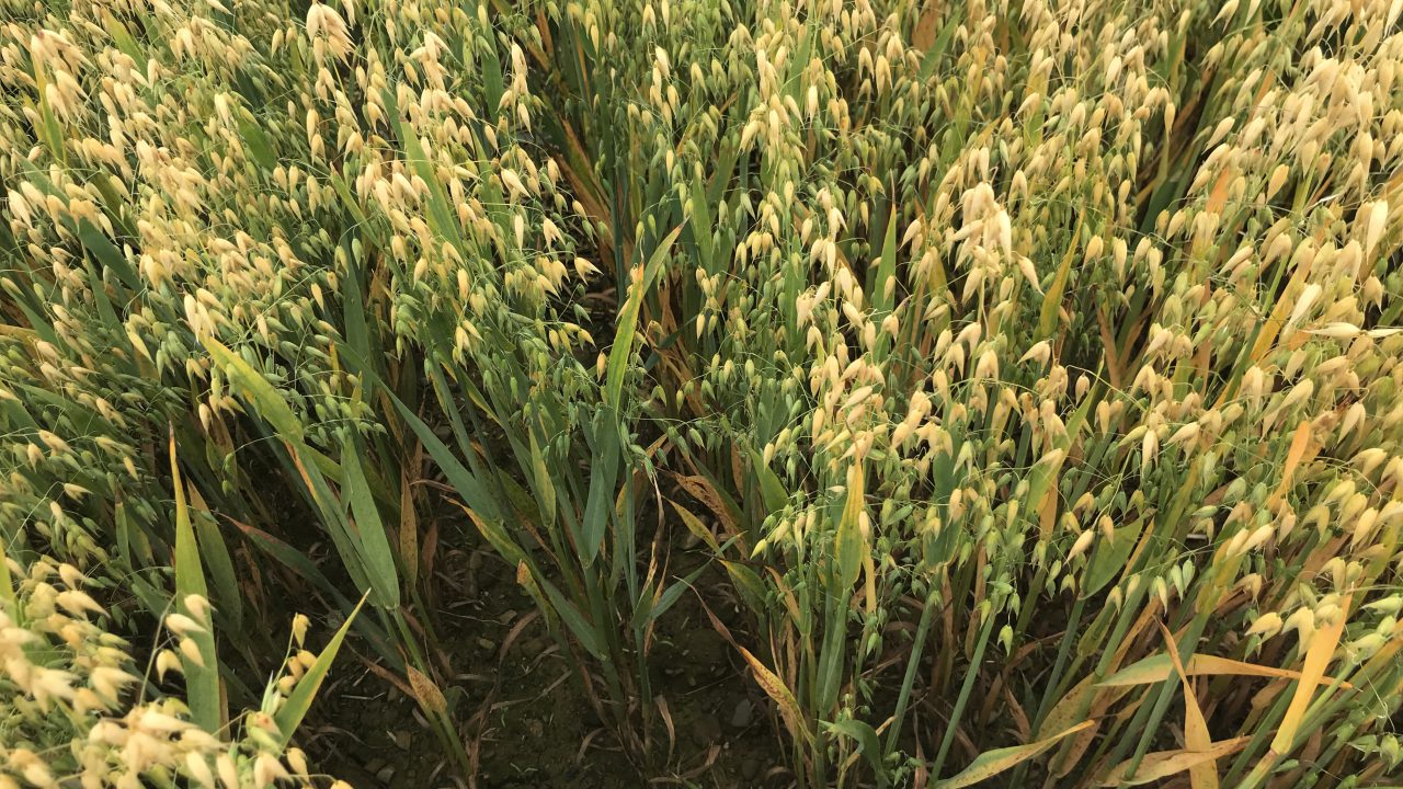 Rust and Mildew Issues Cropping Up in Winter Oats