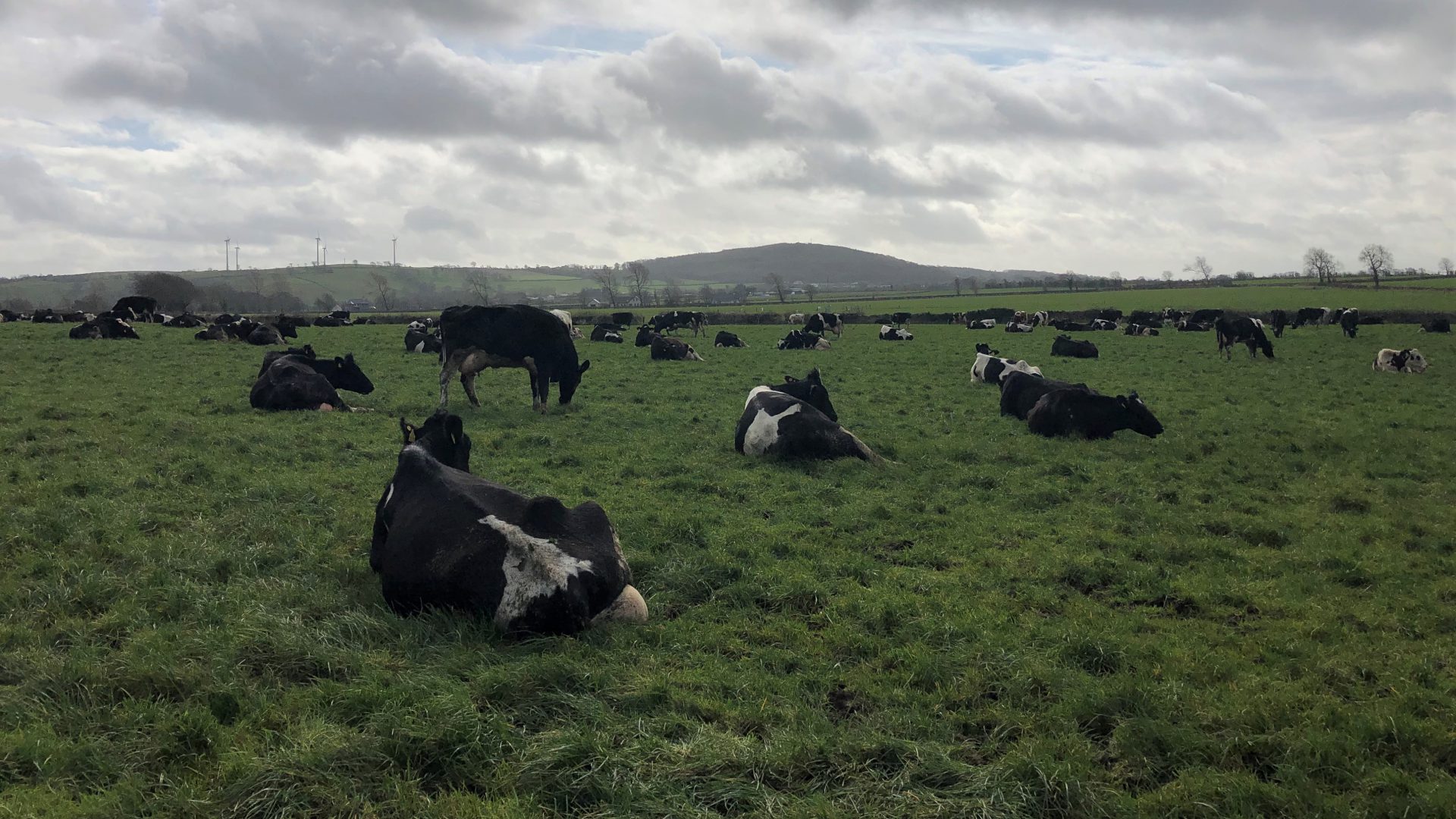 Grazing Management is Key After Heavy Rain