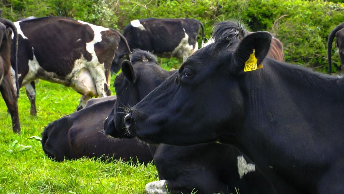 Commission Plan Would Allow Farm Permits to be Seen Online