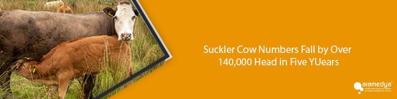 Suckler Cow Numbers Fall by Over 140,000 Head in Five YUears