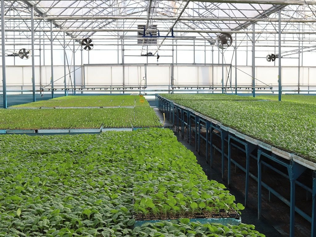 Kirliliğin Azaltılmasıyla, Sebze Seralarında Kalitenin Azaltılması Hedefleniyor