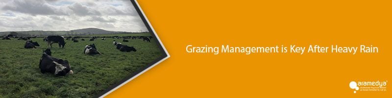 Grazing Management is Key After Heavy Rain