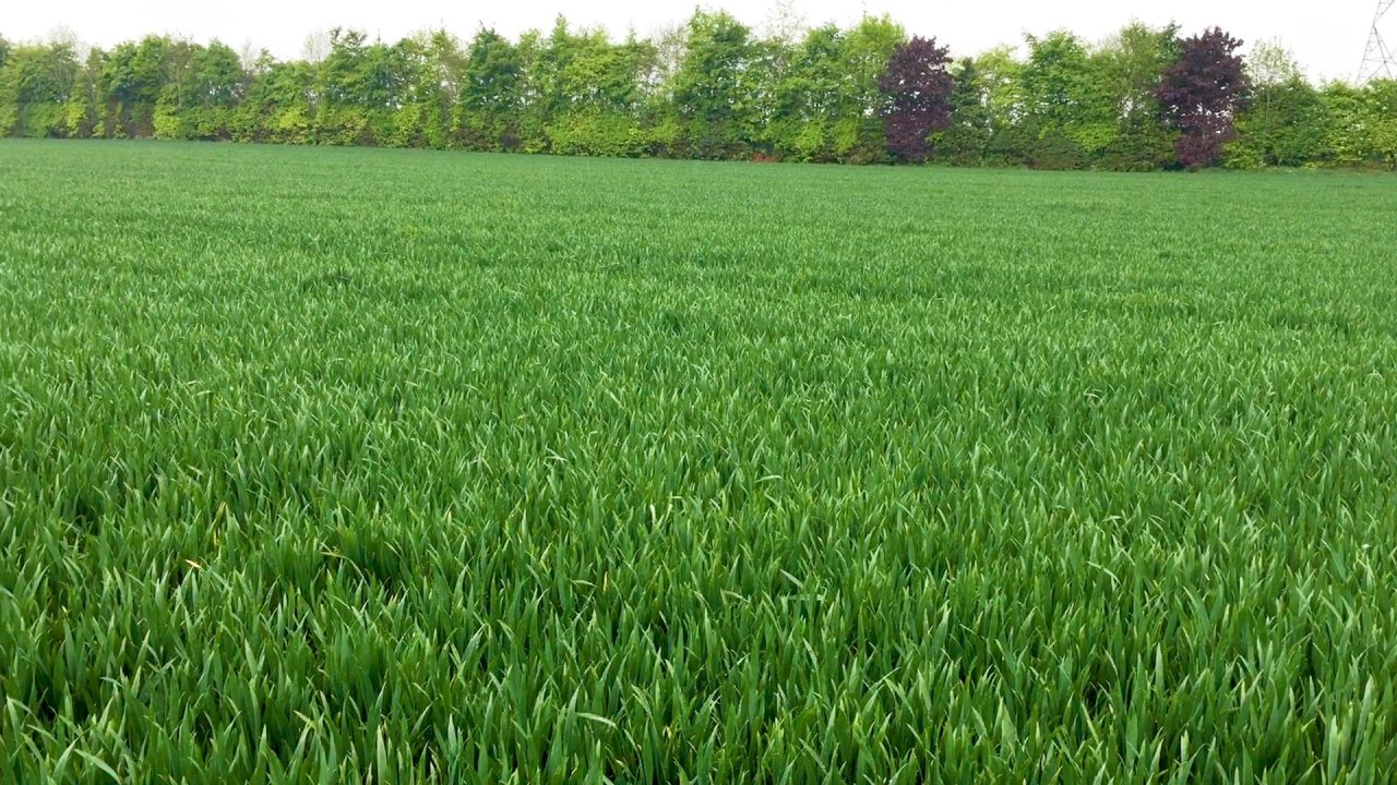 Management Priorities for Winter Wheat Crops