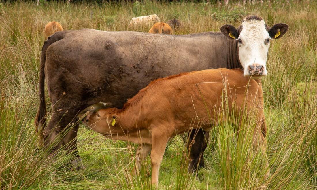 Suckler Cow Numbers Fall by Over 140,000 Head in Five YUears