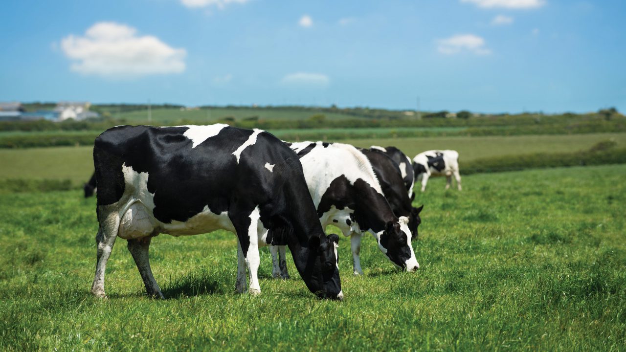 Over 70% of Consumers Willing to Pay More for Dairy Products