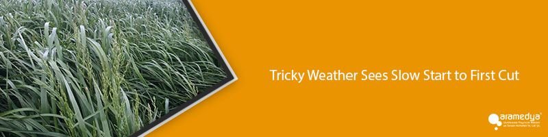 Tricky Weather Sees Slow Start to First Cut