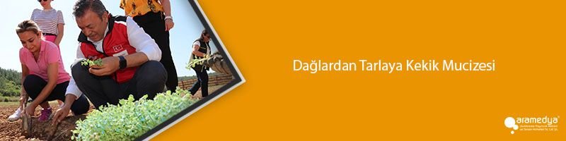 Dağlardan Tarlaya Kekik Mucizesi