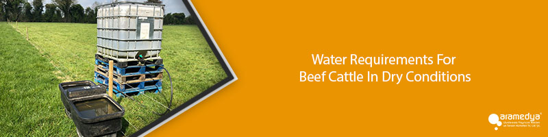 Water Requirements For Beef Cattle In Dry Conditions