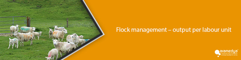 Flock management – output per labour unit