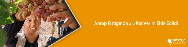  Antep Fıstığında 2,5 Kat Verim Elde Edildi