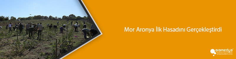 Mor Aronya İlk Hasadını Gerçekleştirdi
