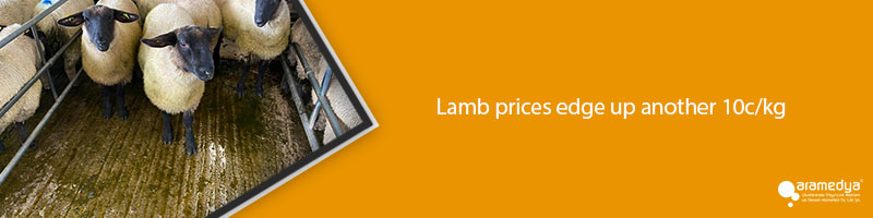 Lamb prices edge up another 10c/kg