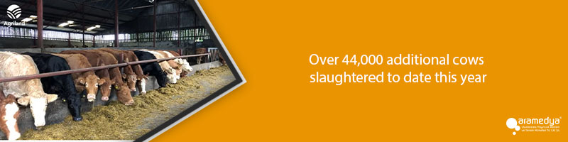 Over 44,000 additional cows slaughtered to date this year