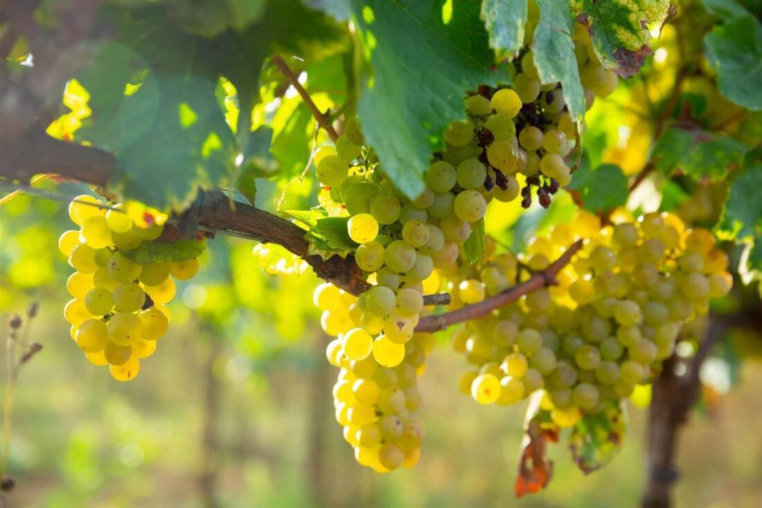 Superior Seedless