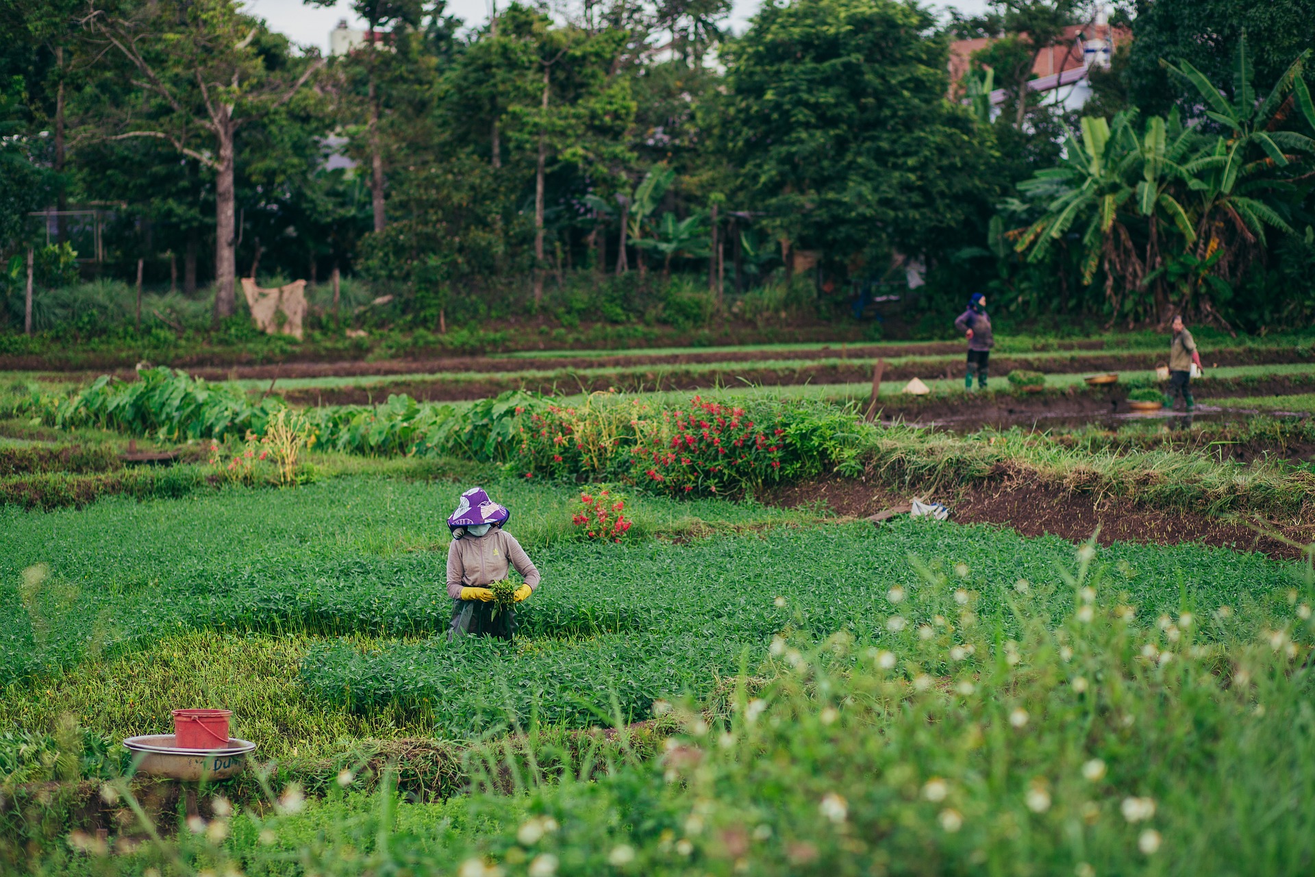 Family farming