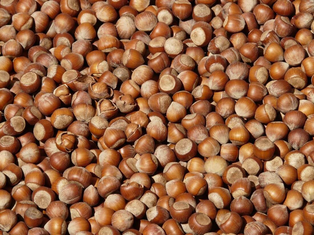 Fındık