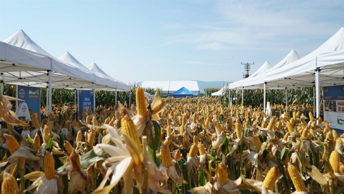 BAYER AGRO