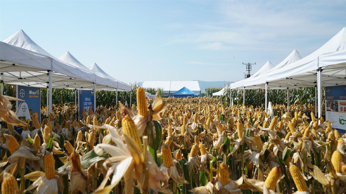 BAYER AGRO