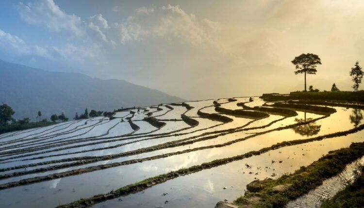 International Rice Congress