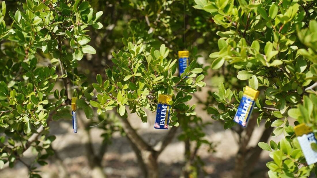 Falım’la Yeşeren Sakız Ağaçları