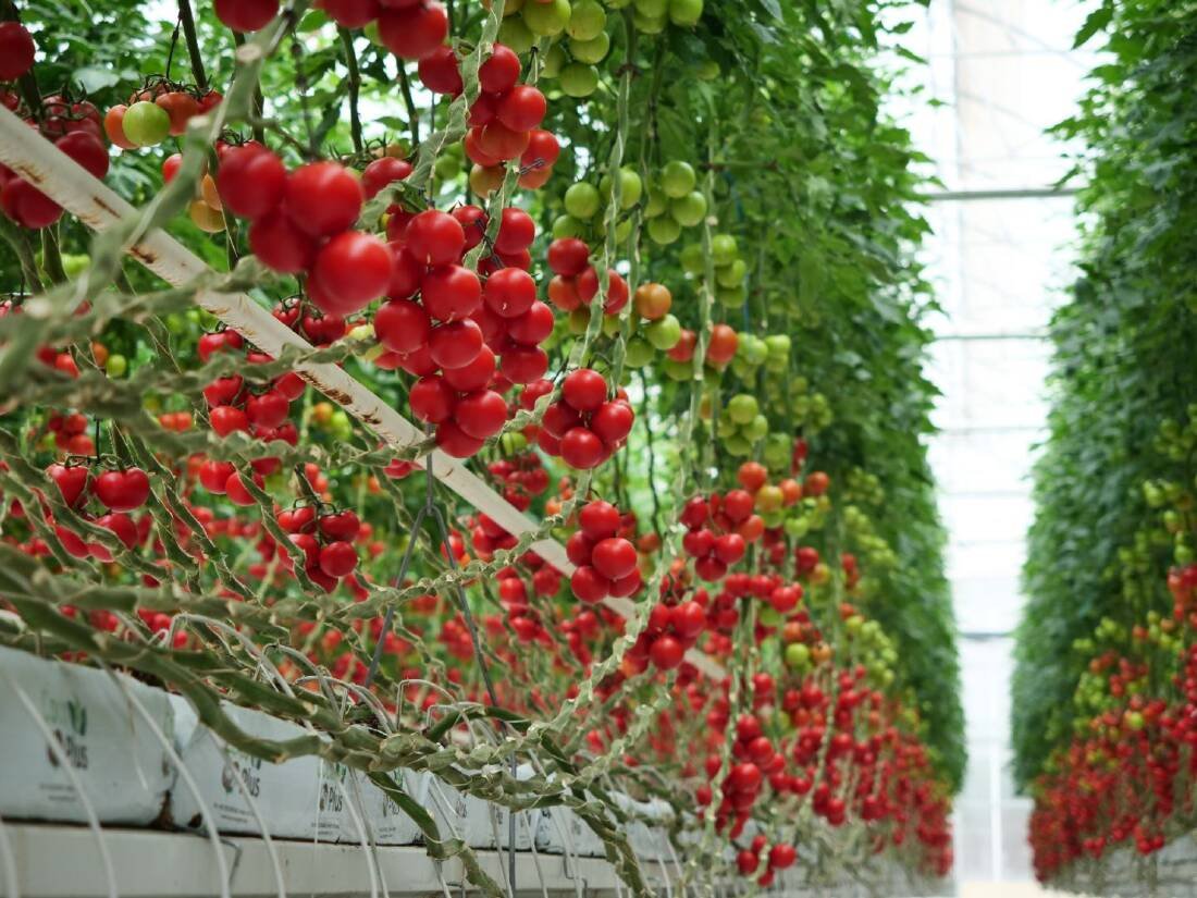 Hektas Growtech