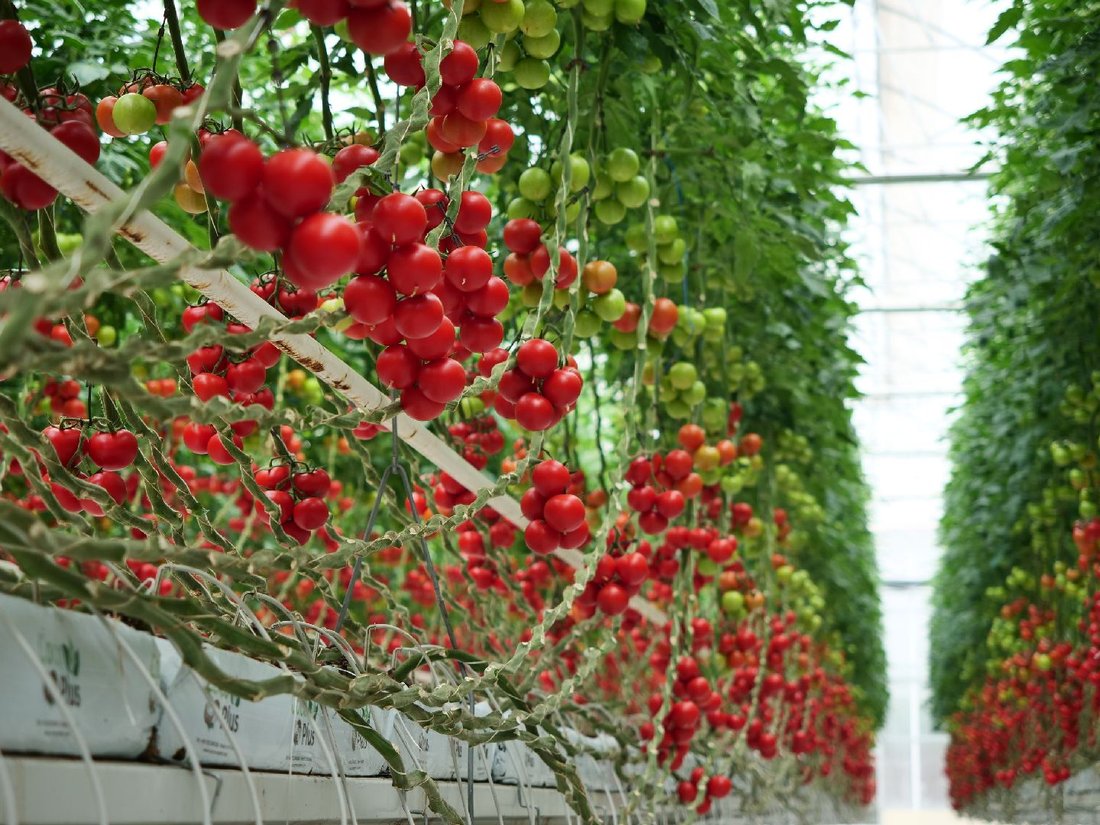 Hektas Growtech