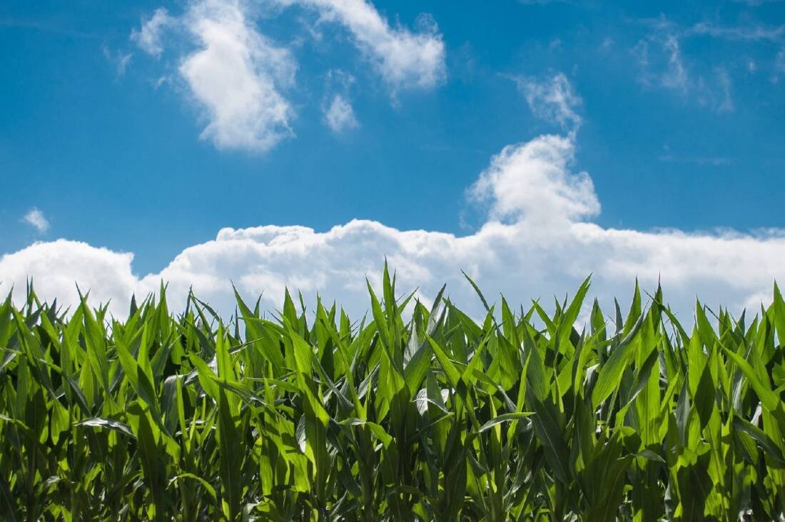 agrifood systems