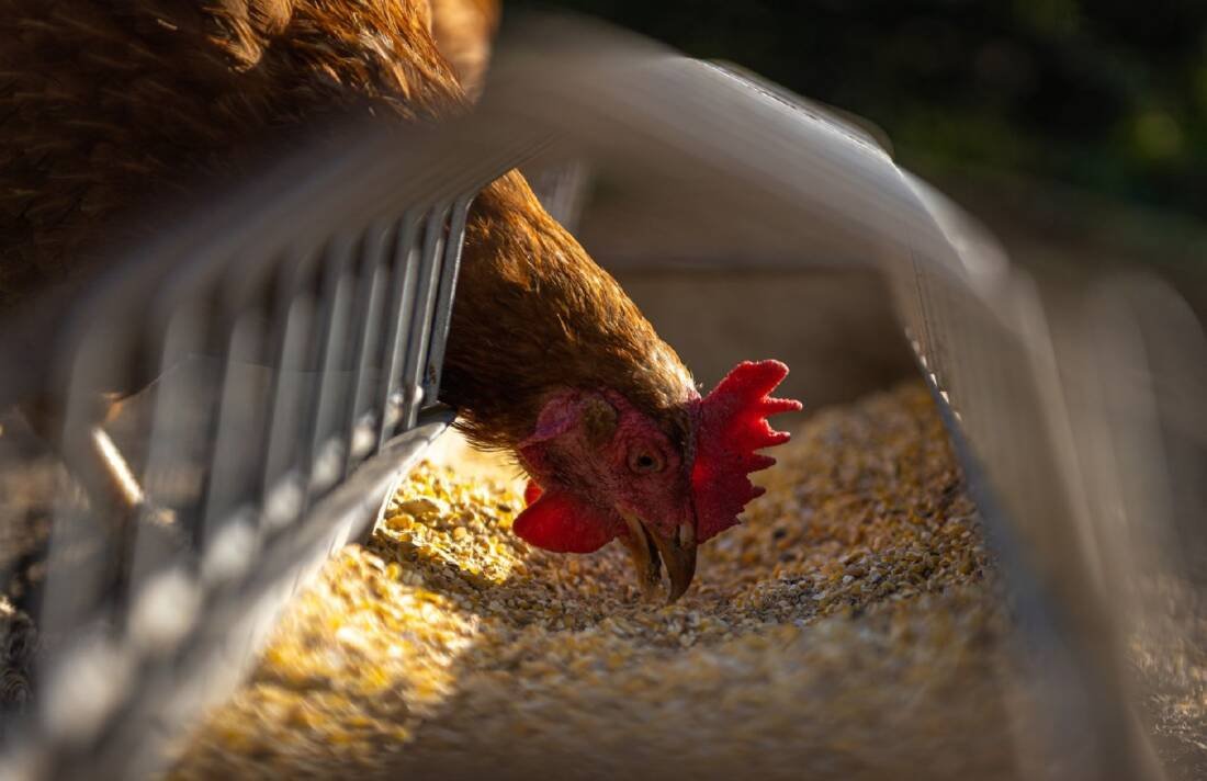 Animal Feed