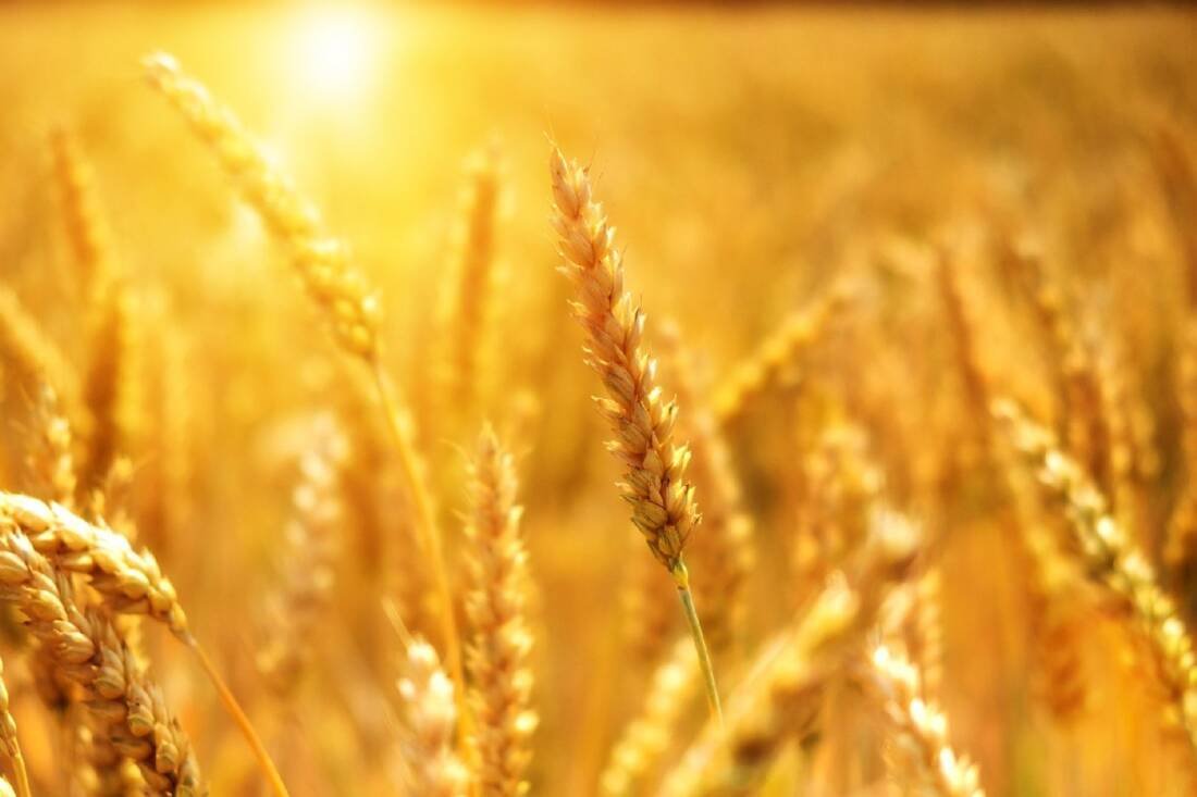 global agrifood systems