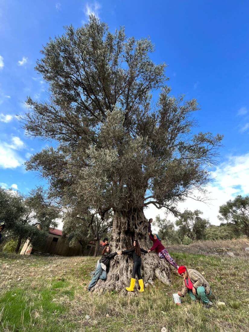 Zeytin Ağacı