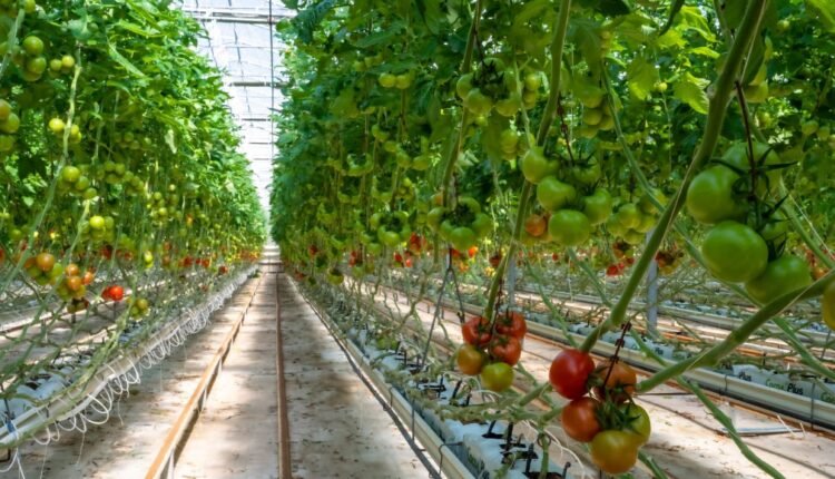 Alsera_teknolojiksera