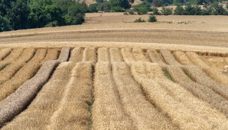 Doruk Un Hasat 2023_61