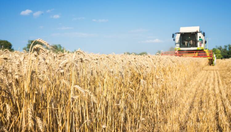 Combine harvester working in the wheat field.