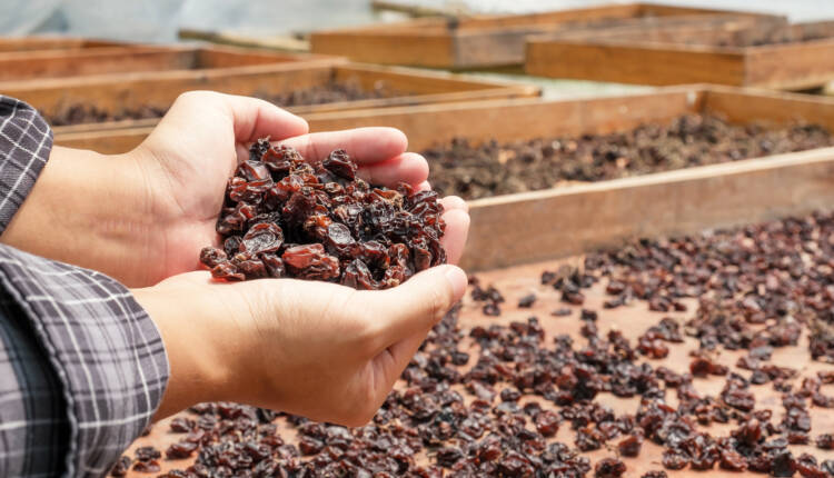 Currant grapes in young woman hand in front of organic raisin dr