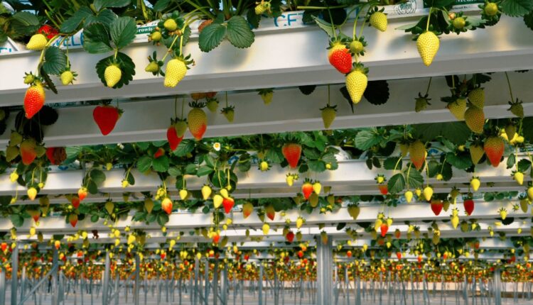 1741614124_ilek_Sera