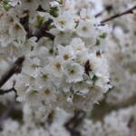 Kiraz ihracatçıları